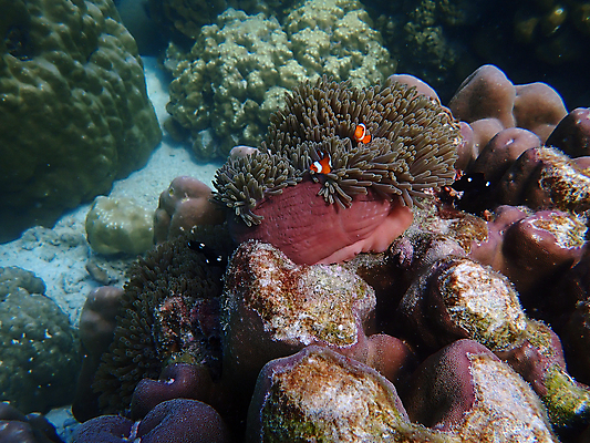 포토 JPG 해외이미지 동물 척추동물 야생동물 바다 자연 어류 사람없음 물 바닷속 산호 생태계 해외포토 자연요소 수중 수중동물 자포동물 파일형식 이미지허브
