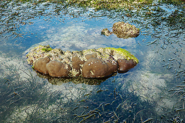 포토 JPG 해외이미지 주간 해외풍경 바다 사람없음 야외 바위 해조류 인도양 녹조 해외포토 자연요소 해외 풍경 돌_바위 해양식물 파일형식 이미지허브