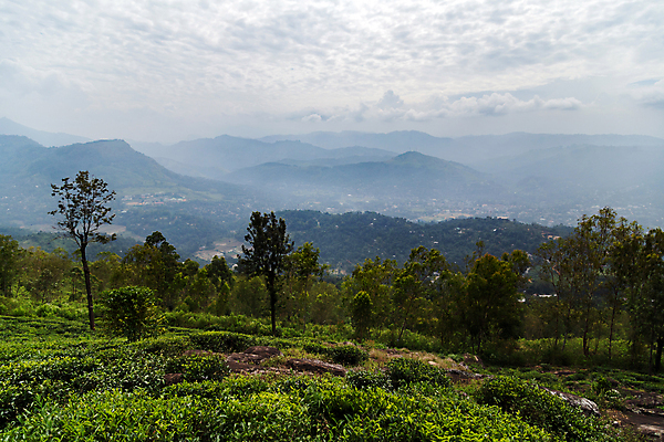 포토 JPG 해외이미지 나무 식물 전통 아시아 잎 밭 농업 자연 산 파노라마 풍경 사람없음 초록색 농작물 농장 농경지 계곡 수확 성장 신선 차 땅 인도인 허브 언덕 에코 유기농 장면 내추럴 산악지대 스리랑카 세련 해외포토 외국인 웰빙 나라 산업 음료 컬러 촬영기법 동양인 환경 생태계 파일형식 이미지허브