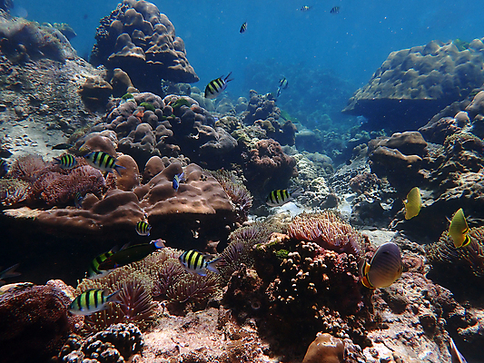 포토 JPG 해외이미지 동물 바다 여행 태국 자연 어류 사람없음 물 파란색 컬러풀 수중 산호 다이빙 암초 인도양 아네모네 해외포토 자연요소 꽃 아시아 컬러 수영 수중동물 자포동물 생태계 수중스포츠 파일형식 이미지허브