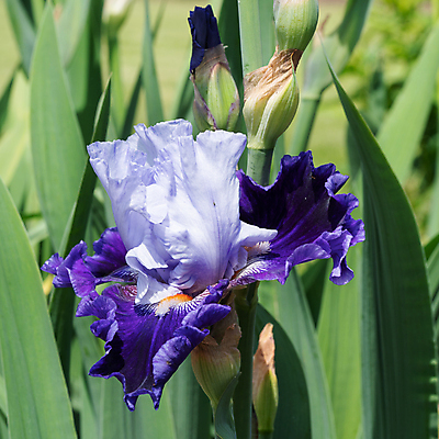 포토 JPG 해외이미지 식물 계절 꽃잎 꽃 꽃무늬 자연 사람없음 야외 환경 정원 봄 성장 벚꽃 신선 개화 닫기 관목 생태계 원예 화단 붓꽃 내추럴 영원 해외포토 나무 무늬 모션 취미 파일형식 이미지허브