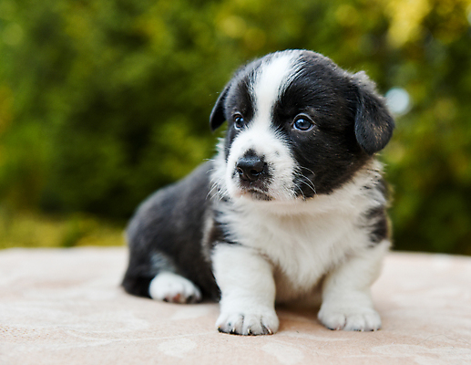 포토 JPG 해외이미지 서기 사람없음 반려동물 귀여움 개 강아지 해외포토 동물 컨셉 포유류 모션 파일형식 이미지허브