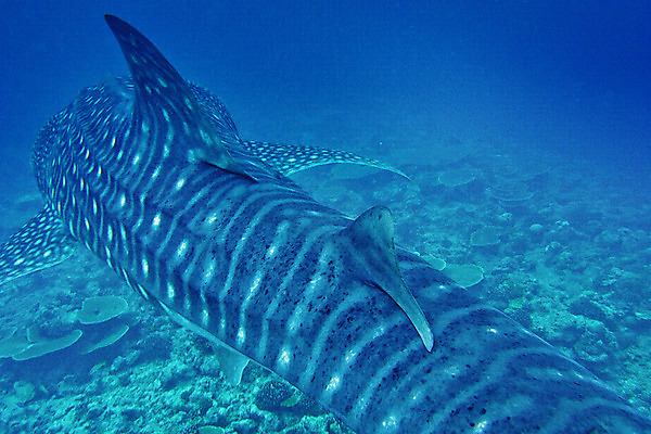 포토 JPG 해외이미지 동물 아시아 야생동물 바다 여행 자연 휴가 휴식 항해 어류 사람없음 물 환경 수중 다양 독약 잠수함 생태계 다이빙 생물학 지느러미 상어 암초 서식지 인도양 몰디브 깊이 동물상 생태학 해외포토 자연요소 교육 나라 다수 컨셉 배_교통 조형물 수영 수중동물 수중스포츠 파일형식 이미지허브