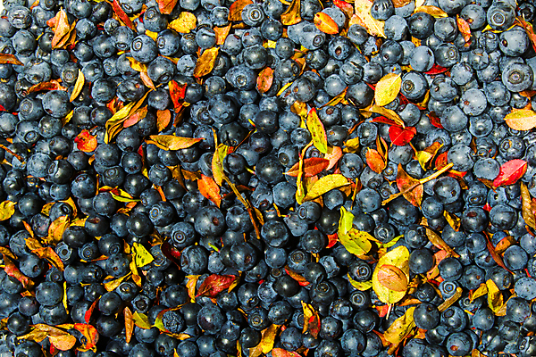 포토 JPG 해외이미지 잡화 열매 음식 백그라운드 잎 패턴 농업 다이어트 과일 재료 자연 디저트 건강 사람없음 가로 여름 파란색 농작물 검은색 수확 신선 그룹 달콤 맛 먹기 유기농 블루베리 날것 흙더미 내추럴 바이오 숙성 채식주의자 많음 해외포토 식물 웰빙 계절 산업 컬러 컨셉 무늬 모션 흙 생태계 채식 파일형식 더미 이미지허브