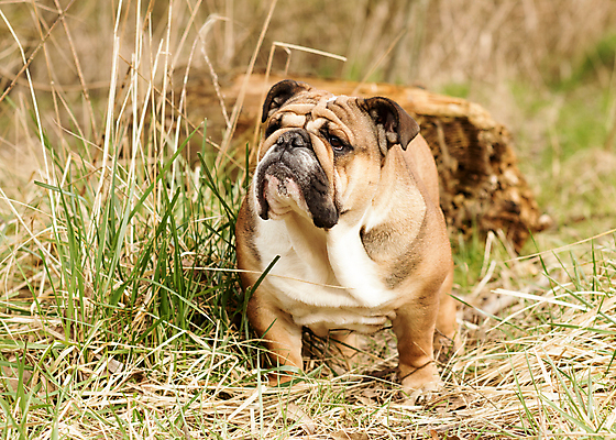 포토 JPG 해외이미지 동물 응시 행복 얼굴 포유류 관계 모션 자연 잉글랜드 안내 사랑 서기 성인 사람없음 야외 반려동물 뷰티 갈색 걷기 검은색 우정 성장 흰색 주름 개 강아지 작음 타운 불독 몸단장 송곳니 기르기 동반자 블루벨 유래 특별함 해외포토 시선 감정 컬러 컨셉 영국 사람 신체부위 친구 도시 치아 크기 생태계 돌봄 파일형식 이미지허브