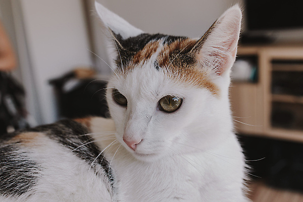 포토 JPG 해외이미지 동물 여자 백그라운드 포유류 휴식 주택 털 사람없음 반려동물 뷰티 고양이 흰색 잠 모피 코 낮잠 솜털 해외포토 컬러 컨셉 사람 건물 신체부위 파일형식 이미지허브