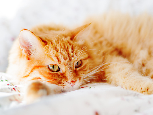 포토 JPG 해외이미지 한마리 휴식 실내 사람없음 반려동물 햇빛 고양이 이불 침대 낮잠 시트 반려묘 해외포토 동물 1 가구 컨셉 포유류 침구 내부 태양 잠 파일형식 이미지허브