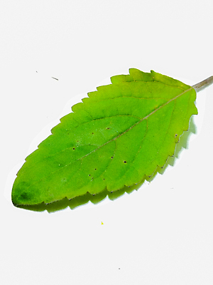 포토 JPG 해외이미지 식물 음식 백그라운드 잎 농업 채소 재료 자연 건강 요리 사람없음 초록색 약 이탈리아 샐러드 성장 흰색 신선 양념 달콤 맛 정상 수집 지중해 허브 향신료 상쾌 유기농 질감 날것 향 바질 내추럴 고립 바이오 채식주의자 해외포토 웰빙 감정 유럽 산업 바다 컬러 컨셉 의학 생태계 채식 향미료 파일형식 이미지허브