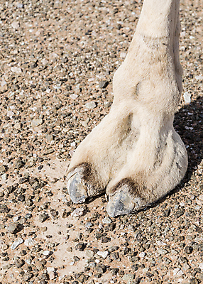 포토 JPG 해외이미지 동물 응시 아시아 포유류 해부 발 아프리카 산 건조 털 풍경 사람없음 파란색 갈색 머리카락 가축 사막 만 뜨거움 중앙 손톱 모래언덕 아라비아 동쪽 아랍에미리트 단봉낙타 아랍어 양발 해외포토 손 시선 나라 컬러 중동 의학 신체부위 머리 방향 언덕 파일형식 이미지허브