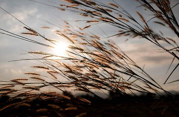 포토 JPG 해외이미지 식물 계절 꽃 물결 백그라운드 잎 꽃무늬 밭 농업 오렌지 태국 자연 바람 추상 동양인 풍경 사람없음 야외 초록색 여름 빛 햇빛 태양 뷰티 노란색 일출 환경 정원 맑음 일몰 봄 수확 성장 벚꽃 시골 신선 황금 저녁 묘사 질감 내추럴 해외포토 자연요소 산업 아시아 컬러 무늬 과일 날씨 인종 노을 야간 생태계 파일형식 이미지허브