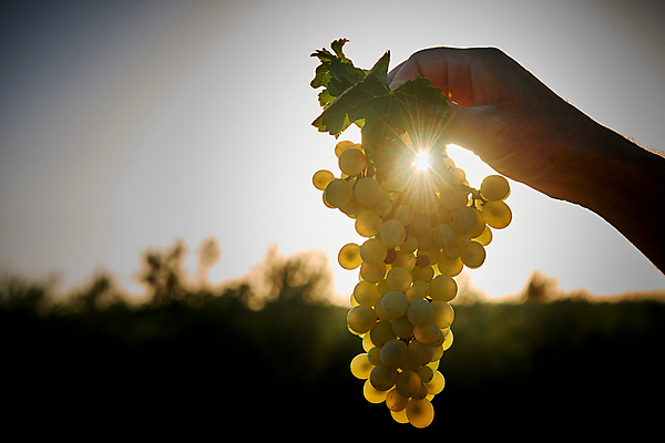 포토 JPG 해외이미지 나무 식물 계절 꽃 문화 백그라운드 잎 밭 농업 과일 자연 포도 사람없음 야외 초록색 컬러풀 농장 노란색 와인 정원 수확 시골 신선 황금 9월 포도밭 포도나무 내추럴 세련 해외포토 산업 컬러 주류 날짜 과일나무 생태계 파일형식 이미지허브