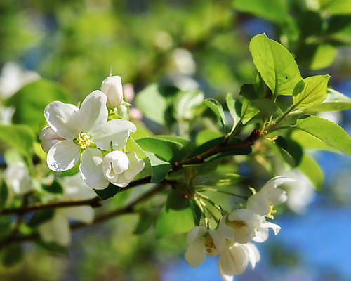 포토 JPG 해외이미지 나무 식물 계절 꽃잎 꽃 백그라운드 잎 자연 사람없음 초록색 여름 뷰티 정원 봄 벚꽃 흰색 나뭇가지 개화 체리 사과 해외포토 컬러 과일 생태계 파일형식 이미지허브