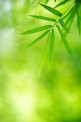 포토 JPG 해외이미지 나무 식물 계절 백그라운드 컨셉 잎 패턴 자연 벽지 추상 잔디 사람없음 초록색 빛 컬러풀 햇빛 태양 뷰티 우주 환경 정원 맑음 봄 성장 신선 숲 질감 보케 부드러움 내추럴 블러 생태학 지구의날 카피스페이스 그리너리 효과 해외포토 자연요소 교육 기념일 컬러 무늬 날씨 공백 감각 생태계 파일형식 트랜드컬러 이미지허브