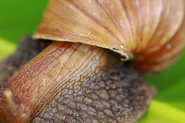 포토 JPG 해외이미지 식물 동물 야생동물 선 음식 백그라운드 자연 벽지 생물 연체동물 주택 나선형 건강 이끼 사람없음 야외 초록색 농장 갈색 정원 껍질 숲 큼 땅 묘사 유기농 덮기 촉수 느림 건강식 내추럴 기어가기 로마인 민달팽이 식용 끈적임 해외포토 웰빙 컬러 무늬 농업 모션 무척추동물 인종 건물 크기 생태계 파일형식 달팽이_동물 이미지허브