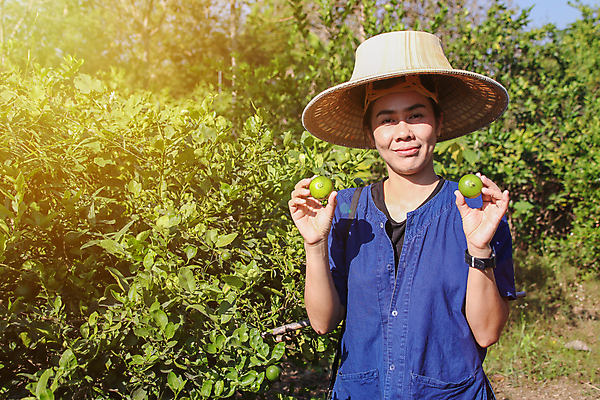 포토 JPG 해외이미지 나무 식물 백인 계절 여자 행복 음식 밭 농업 과일 비즈니스 자연 노동자 귤 주택 건강 관리 한명 사람 취미 초록색 농장 정원 수확 신선 잡기 업무 작업 선택 농부 꽃집 레몬 유기농 원예 라임 내추럴 돌봄 숙성 온실 해외포토 서양인 직업 1 웰빙 감정 산업 컬러 컨셉 모션 건물 상점 생태계 파일형식 이미지허브