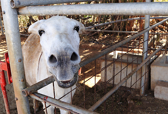 포토 JPG 해외이미지 주간 동물 남자 얼굴 야생동물 포유류 생물 사람없음 야외 울타리 햇빛 펜 머리 맑음 닫기 당나귀 동물상 보호구역 해외포토 자연요소 모션 날씨 사람 신체부위 담장 태양 필기구 조형물 말_동물 구역 파일형식 이미지허브