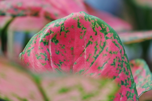 포토 JPG 해외이미지 나무 식물 계절 공원 화초 선 분홍색 백그라운드 잎 꽃무늬 패턴 자연 벽지 추상 사람없음 야외 장식 빨간색 초록색 뷰티 환경 정원 봄 성장 흰색 신선 이름 냄비 숲 작음 질감 상록수 내추럴 양치류 해외포토 공공시설 꽃 컬러 무늬 솥 크기 생태계 파일형식 이미지허브