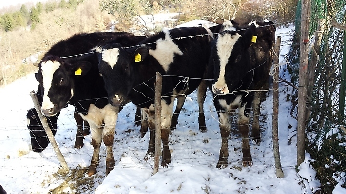 포토 JPG 해외이미지 나무 구름 유럽 여행 백그라운드 겨울 밭 농업 자연 하늘 산 파노라마 풍경 사람없음 초록색 물 파란색 빛 마을 얼음 일몰 봄 이탈리아 추위 흰색 시골 언덕 해외포토 자연요소 식물 계절 나라 산업 컬러 촬영기법 노을 생태계 파일형식 이미지허브