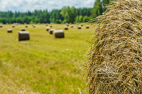 포토 JPG 해외이미지 식물 계절 음식 밭 농업 자연 하늘 거리 건조 사람없음 야외 초록색 파란색 농작물 태양 농장 노란색 수확 시골 원형 황금 볏짚 상품 주식 큼 먹이 낟알 땅 밀 롤 밀짚 해외포토 자연요소 도형 산업 컬러 곡류 금융 짚 크기 생태계 파일형식 이미지허브