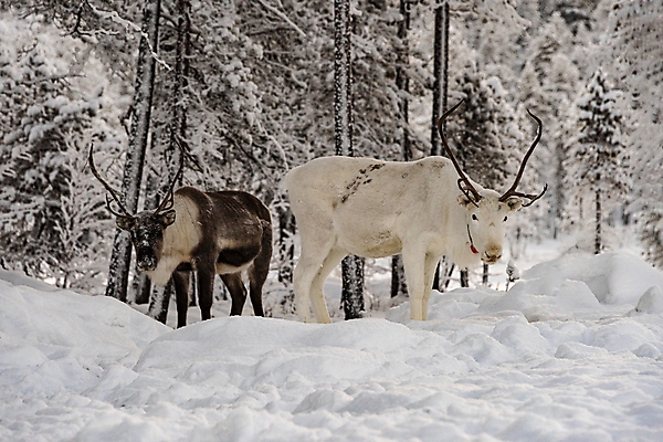 포토 JPG 해외이미지 주간 공원 유럽 야생동물 겨울 사슴 핀란드 사람없음 야외 설원 숲 해외포토 자연요소 동물 계절 공공시설 나라 포유류 눈_날씨 북유럽 파일형식 이미지허브