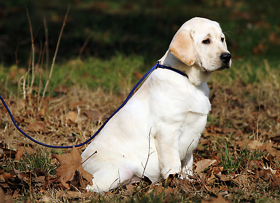 포토 JPG 해외이미지 응시 공원 행복 어린이 놀이 탁자 사람없음 반려동물 노란색 귀여움 기쁨 개 리트리버 달콤 강아지 래브라도리트리버 위치 창백 기르기 유래 해외포토 동물 시선 공공시설 감정 컬러 가구 컨셉 포유류 사람 맛 돌봄 파일형식 이미지허브