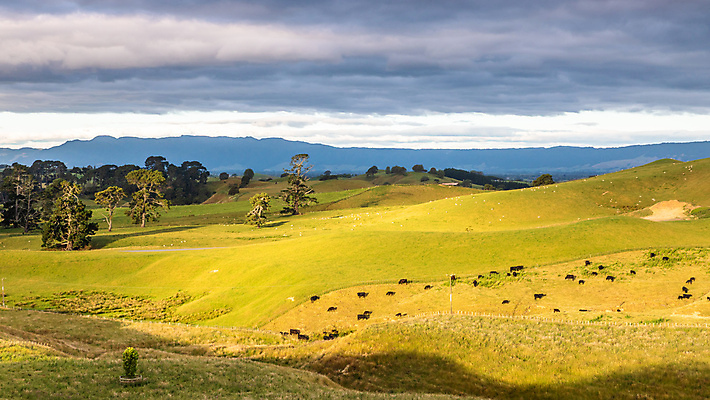 포토 JPG 해외이미지 나무 식물 계절 여행 백그라운드 밭 자연 벽지 하늘 새로움 풍경 사람없음 야외 초록색 여름 농경지 평화 계곡 일몰 시골 소 언덕 장면 해외포토 컬러 컨셉 농업 포유류 농장 노을 생태계 파일형식 이미지허브