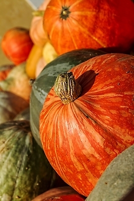 포토 JPG 해외이미지 음식 농업 오렌지 호박 사람없음 농장 쌓기 놀람 할로윈 성장 시골 오스트리아 맛 상품 정상 큼 무서움 먹기 유기농 많음 서식스 해외포토 웰빙 감정 유럽 산업 컨셉 채소 과일 모션 표정 크기 파일형식 이미지허브