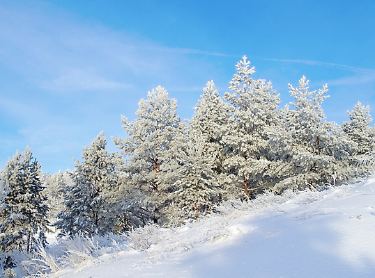 포토 JPG 해외이미지 나무 계절 백그라운드 크리스마스 겨울 자연 하늘 날씨 산 사람없음 야외 목재 파란색 얼음 추위 흰색 소나무 숲 언덕 서리 러시아 장면 눈내림 해외포토 자연요소 식물 기념일 유럽 컬러 재료 눈_날씨 생태계 파일형식 이미지허브