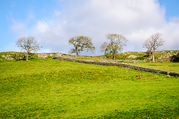 포토 JPG 해외이미지 영어 밭 농업 자연 영국 잉글랜드 풍경 사람없음 야외 울타리 농경지 평화 가축 시골 양 언덕 컴브리아주 해외포토 동물 문자 유럽 산업 컨셉 포유류 담장 농장 생태계 파일형식 이미지허브