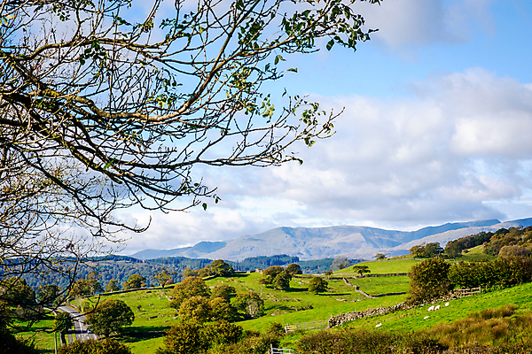 포토 JPG 해외이미지 영어 밭 농업 자연 영국 잉글랜드 사람없음 야외 울타리 농경지 평화 가축 시골 양 언덕 컴브리아주 해외포토 동물 문자 유럽 산업 컨셉 포유류 담장 농장 생태계 파일형식 이미지허브