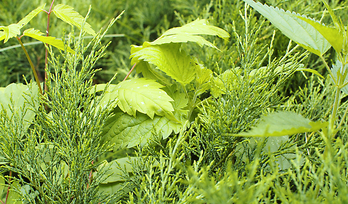포토 JPG 해외이미지 나무 식물 계절 공원 백그라운드 잎 패턴 자연 파노라마 사람없음 야외 초록색 정원 나뭇가지 닫기 숲 관목 심볼 만족 질감 내추럴 향나무 해외포토 공공시설 감정 컬러 무늬 모션 촬영기법 생태계 파일형식 이미지허브
