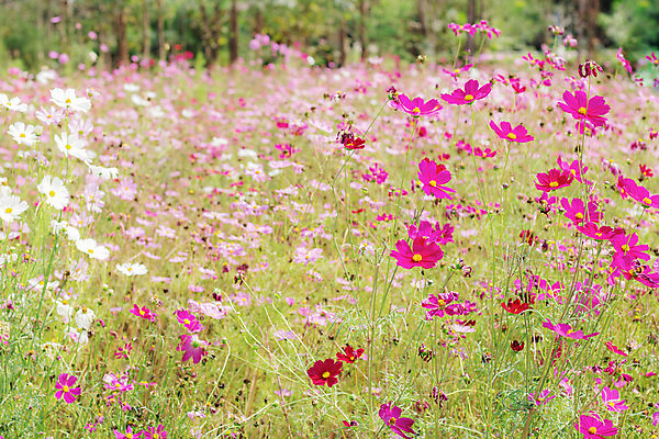 포토 JPG 해외이미지 식물 공원 꽃 분홍색 백그라운드 꽃무늬 밭 자연 사람없음 야외 초록색 컬러풀 햇빛 뷰티 노란색 환경 정원 보라색 봄 벚꽃 흰색 신선 개화 원예 내추럴 해외포토 계절 공공시설 컬러 무늬 농업 취미 태양 생태계 파일형식 이미지허브