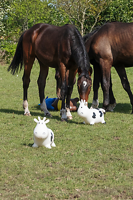 포토 JPG 해외이미지 동물 1 행복 밭 자연 놀이 서기 앉기 풍경 사람없음 야외 초록색 컬러풀 장난감 햇빛 농장 갈색 가축 자유 흰색 시골 아기 신생아 승마 조랑말 고무 안장 망아지 해외포토 감정 새끼 스포츠 컬러 컨셉 농업 모션 사람 태양 말_동물 생태계 파일형식 이미지허브