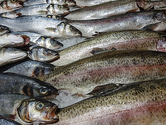 포토 JPG 해외이미지 동물 음식 바다 백그라운드 다이어트 자연 낚시 건강 어류 사람없음 강 쌓기 상점 신선 잡기 시장 혼합 먹기 해산물 오브젝트 유기농 질감 상업 날것 흙더미 제비 내추럴 섞기 해외포토 웰빙 모션 조류 레저 수중동물 흙 생태계 파일형식 더미 이미지허브