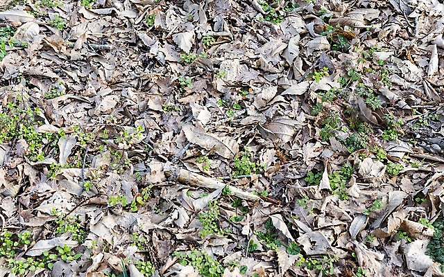 포토 JPG 해외이미지 나무 식물 계절 공원 백그라운드 잎 패턴 자연 건조 사람없음 야외 빨간색 컬러풀 뷰티 갈색 노란색 환경 활발 나뭇가지 죽음 황금 숲 질감 고무 내추럴 땅바닥 해외포토 공공시설 컬러 컨셉 무늬 바닥 생태계 파일형식 이미지허브