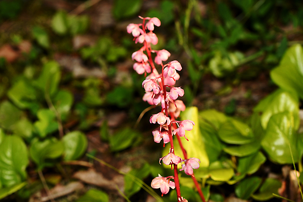 포토 JPG 해외이미지 식물 꽃잎 꽃 줄기 자연 씨앗 사람없음 뷰티 민들레 그리너리 해외포토 생태계 파일형식 트랜드컬러 이미지허브