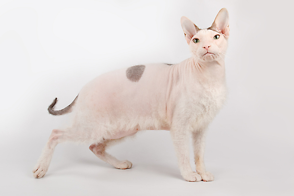 포토 JPG 해외이미지 한마리 실내 서기 사람없음 반려동물 귀여움 고양이 흰배경 스핑크스고양이 반려묘 해외포토 동물 1 백그라운드 컨셉 포유류 모션 내부 흰색 파일형식 이미지허브