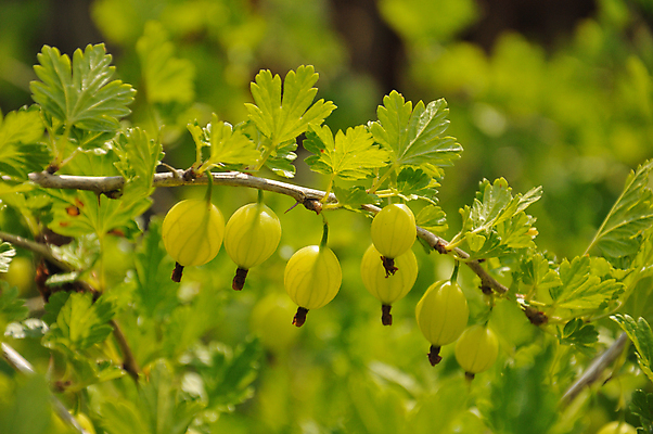 포토 JPG 해외이미지 주간 잎 사람없음 야외 아웃포커스 초록색 나뭇가지 구스베리 해외포토 자연요소 나무 식물 열매 컬러 촬영기법 파일형식 이미지허브