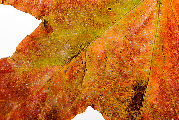 포토 JPG 해외이미지 디자인 계절 백그라운드 단풍 잎 오렌지 자연 추상 사람없음 장식 빨간색 초록색 컬러풀 노란색 활발 가을 흰색 황금 닫기 숲 9월 질감 10월 해외포토 식물 컬러 컨셉 무늬 과일 모션 날짜 생태계 파일형식 이미지허브