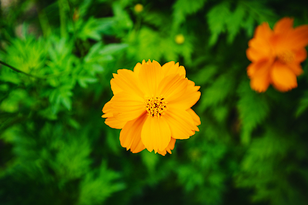포토 JPG 해외이미지 식물 공원 꽃잎 꽃 아시아 꽃다발 백그라운드 잎 꽃무늬 오렌지 자연 벽지 풍경 사람없음 야외 초록색 여름 컬러풀 뷰티 노란색 환경 정원 맑음 봄 벚꽃 신선 개화 황금 닫기 묘사 만족 코스모스 꽃가루 꿀 내추럴 강렬 해외포토 계절 공공시설 감정 나라 컬러 무늬 과일 모션 날씨 가루 생태계 파일형식 이미지허브