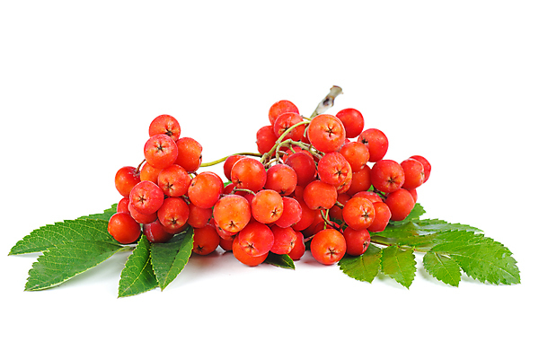 포토 JPG 해외이미지 나무 식물 열매 음식 잎 과일 재료 건강 사람없음 빨간색 초록색 흰색 나뭇가지 신선 다발 유기농 날것 고립 숙성 채식주의자 비건 해외포토 웰빙 컬러 채식 파일형식 이미지허브