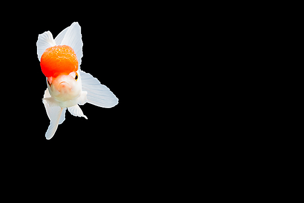 포토 JPG 해외이미지 동물 바다 오렌지 자연 어류 사람없음 빨간색 물 반려동물 일본 수중 수영 황금 어항 눈금 꼬리 금붕어 지느러미 수족관 물고기자리 잉어 고립 해외포토 자연요소 아시아 컬러 과일 수중동물 별자리 수상스포츠 생태계 파일형식 이미지허브