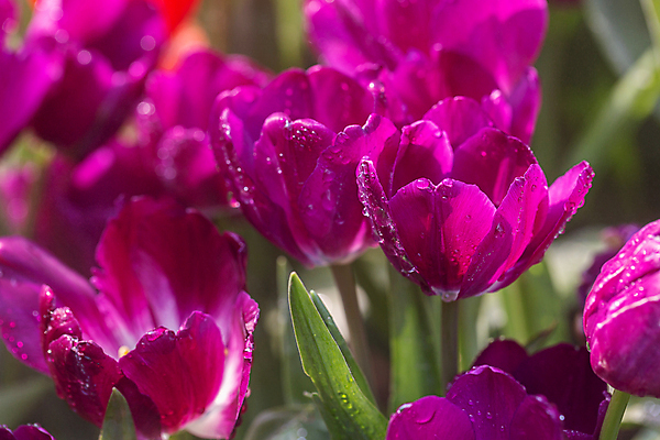 포토 JPG 해외이미지 공원 꽃 백그라운드 하늘 사람없음 햇빛 튤립 해외포토 식물 공공시설 태양 파일형식 이미지허브