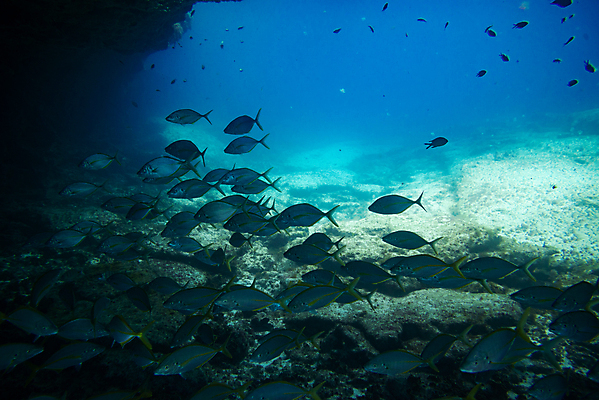 포토 JPG 해외이미지 동물 야생동물 바다 섬 여행 학교 자연 낚시 어류 사람없음 빨간색 물 파란색 바닷속 수중 수영 그룹 산호 잠수부 땅 생태계 다이빙 암초 내추럴 깊이 파라다이스 해외포토 자연요소 교육 컬러 레저 수중동물 수상스포츠 자포동물 전문직 수중스포츠 파일형식 이미지허브