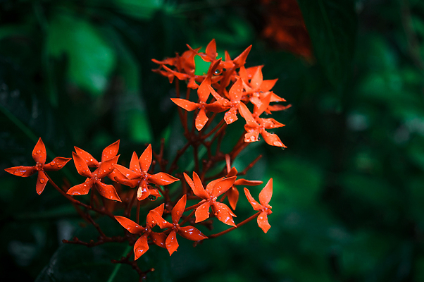 포토 JPG 해외이미지 나무 식물 꽃잎 꽃 분홍색 꽃다발 액자 백그라운드 단풍 잎 겨울 꽃무늬 자연 사람없음 아웃포커스 장식 빨간색 초록색 물 컬러풀 햇빛 정원 들꽃 벚꽃 신선 개화 떨어짐 빗방울 열대기후 해외포토 자연요소 계절 컬러 컨셉 무늬 촬영기법 태양 비_날씨 생태계 파일형식 이미지허브