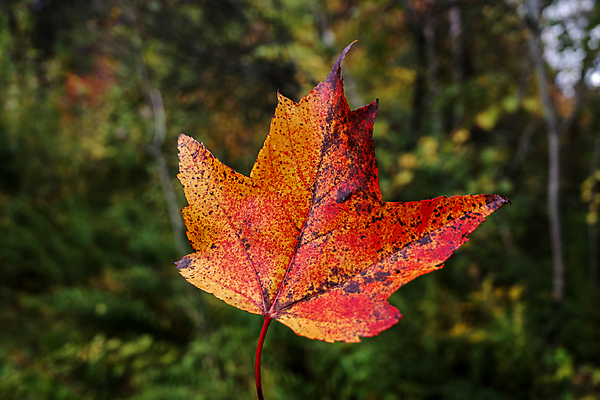포토 JPG 해외이미지 나무 식물 계절 줄기 백그라운드 단풍 잎 오렌지 자국 자연 사람없음 야외 빨간색 초록색 컬러풀 갈색 노란색 탐험 변화 떨어짐 숲 묘사 질감 내추럴 디테일 해외포토 컬러 컨셉 과일 생태계 파일형식 이미지허브