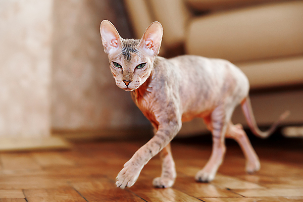 포토 JPG 해외이미지 한마리 바닥 실내 사람없음 아웃포커스 반려동물 걷기 귀여움 고양이 스핑크스고양이 반려묘 해외포토 동물 1 컨셉 포유류 모션 촬영기법 내부 파일형식 이미지허브