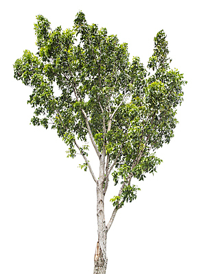 포토 JPG 해외이미지 나무 식물 계절 줄기 백그라운드 낙엽 잎 자연 사람없음 야외 목재 초록색 여름 환경 정원 봄 성장 덮개 흰색 나뭇가지 고독 숲 큼 자르기 수집 심볼 오브젝트 싱글 에코 나무껍질 내추럴 고립 생태학 옛날 그리너리 해외포토 교육 감정 컬러 재료 모션 뚜껑 껍질 크기 생태계 파일형식 트랜드컬러 이미지허브