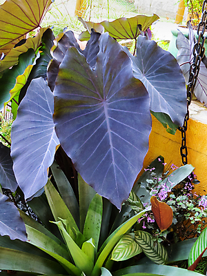 포토 JPG 해외이미지 모양 식물 줄기 백그라운드 잎 자연 코끼리 풍경 사람없음 야외 장식 물 정원 보라색 검은색 어둠 하트 연못 신선 큼 원예 귀 마법 정맥 식용 해외포토 자연요소 컬러 포유류 취미 신체부위 크기 생태계 혈관 파일형식 이미지허브