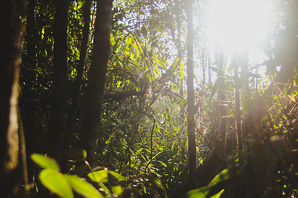 포토 JPG 해외이미지 나무 식물 계절 공원 도로 백그라운드 낙엽 잎 자연 아침 그림자 사람없음 야외 목재 초록색 빛 햇빛 태양 뷰티 노란색 일출 환경 맑음 침묵 일몰 봄 안개 광선 나뭇가지 숲 속도 내추럴 해외포토 주간 자연요소 공공시설 길 컬러 재료 교통시설 날씨 노을 소리 생태계 파일형식 이미지허브
